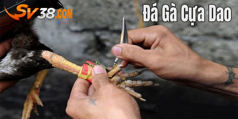 đá gà cựa dao