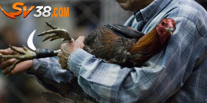 đá gà cựa sắt