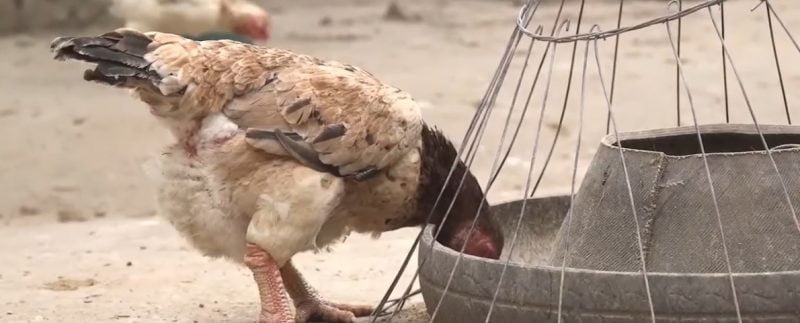 cách nuôi gà đá