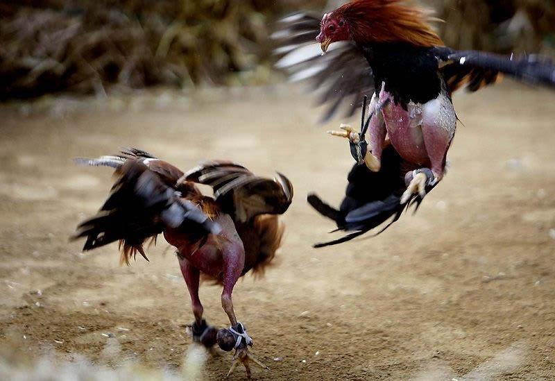 cách nuôi gà đá