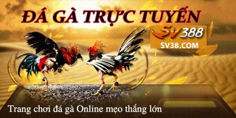 tin tức đá gà