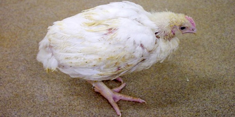 bệnh thường gặp ở gà đá