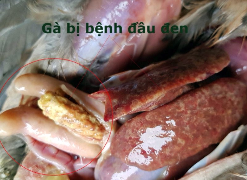 bệnh đầu đen ở gà