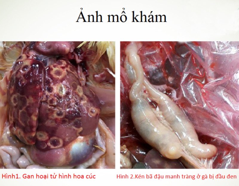 bệnh đầu đen ở gà