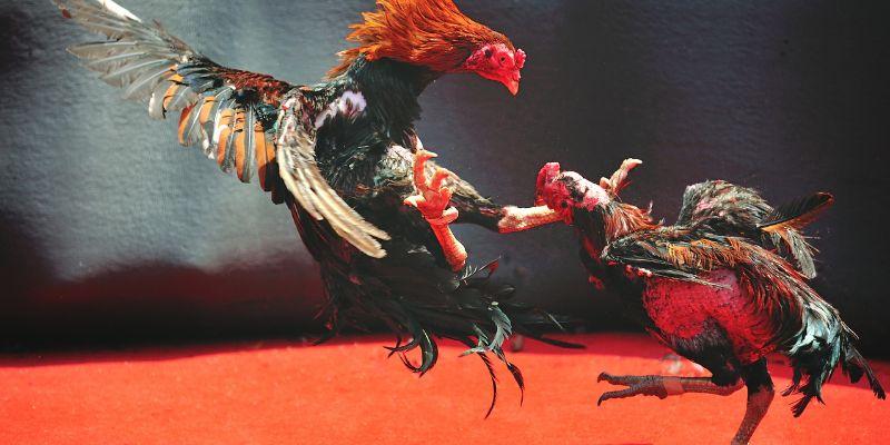 gà đá đòn độc
