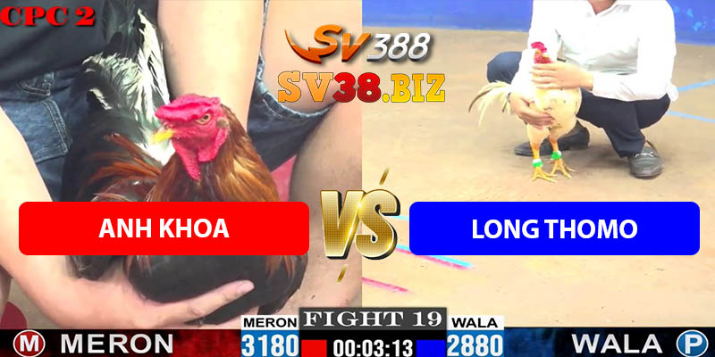 Trận 19 Bồ CPC2 30/7/2025 - Gà A Long Thomo Chấp 3 Chấm Lụm
